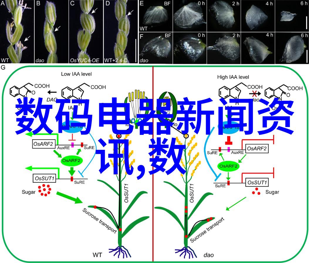 废旧车辆新生拆解厂的重要作用与寻找服务电话