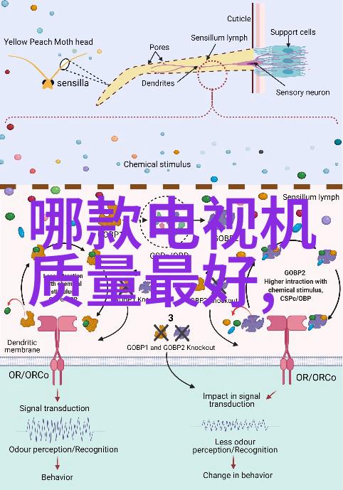 客厅装修方案我的温馨小屋 makeover 计划