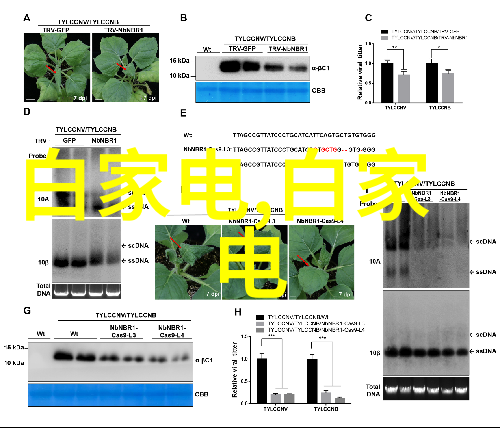 嵌入式系统开发全解析硬件设计软件编程与应用集成