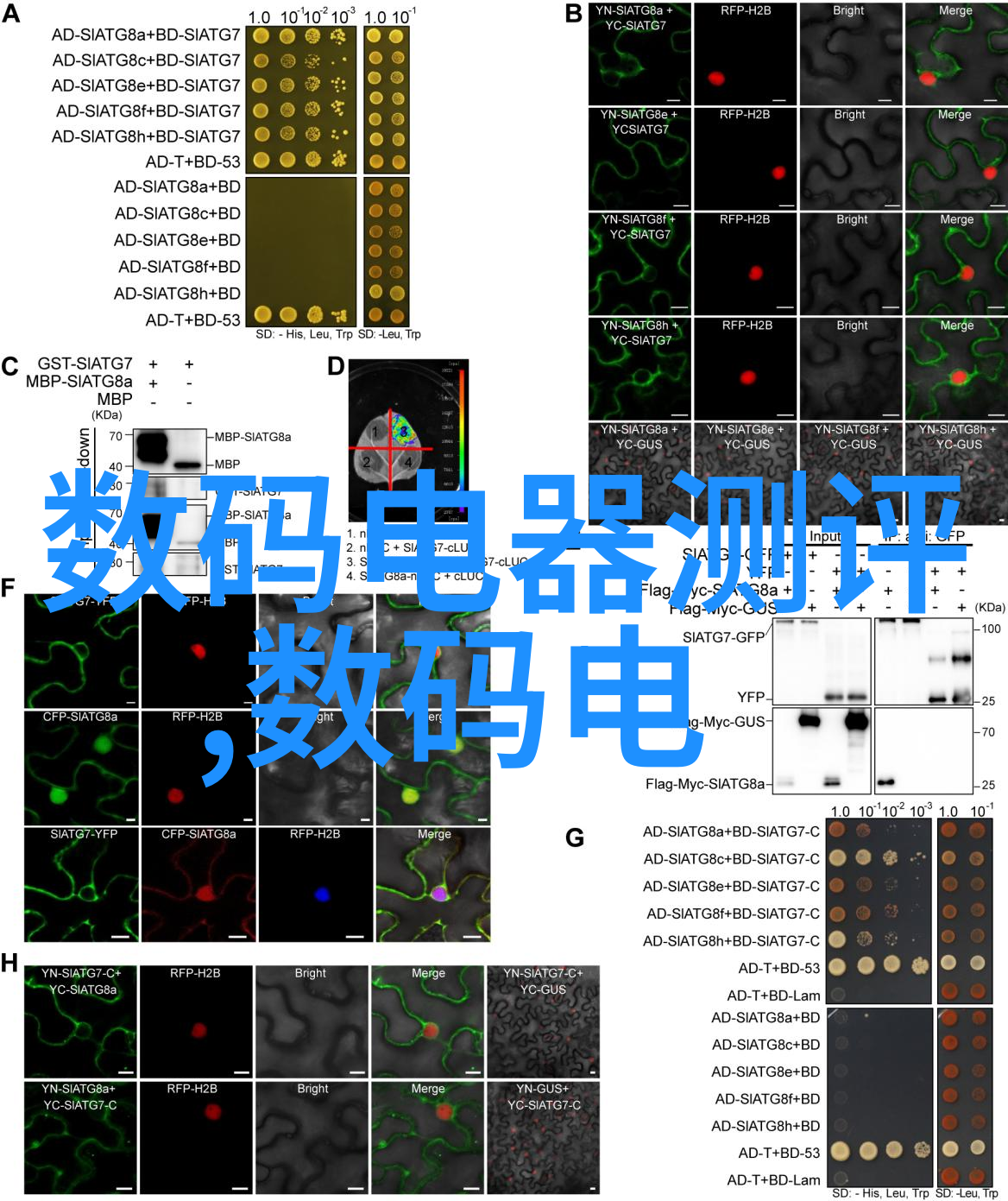 爱情岛论坛永久入口首页我来教你如何找到那条通往心灵港湾的秘密路径