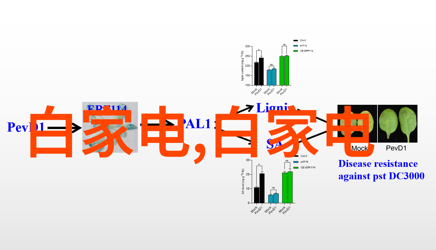 镜头之心索尼全画幅微单的诗篇